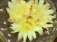 Copiapoa hypogaea